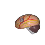 Human Brain Model